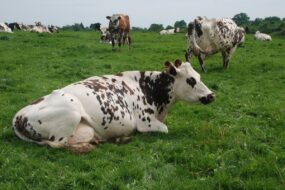 Vaches en pâture