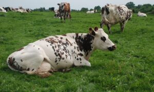 Vaches en pâture