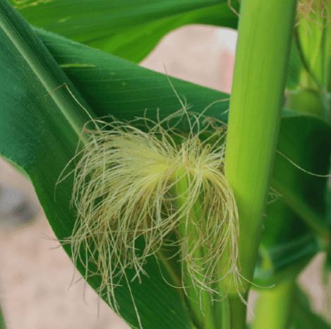 Un plant de maïs - Illustration Choisir ses variétés de maïs  fourrage