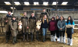 Groupe d'élèves avec des vaches