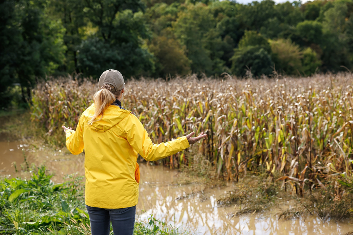 Une femme devant un champ de maïs innondé - Illustration Comment protéger votre exploitation agricole contre les risques d’inondation ?