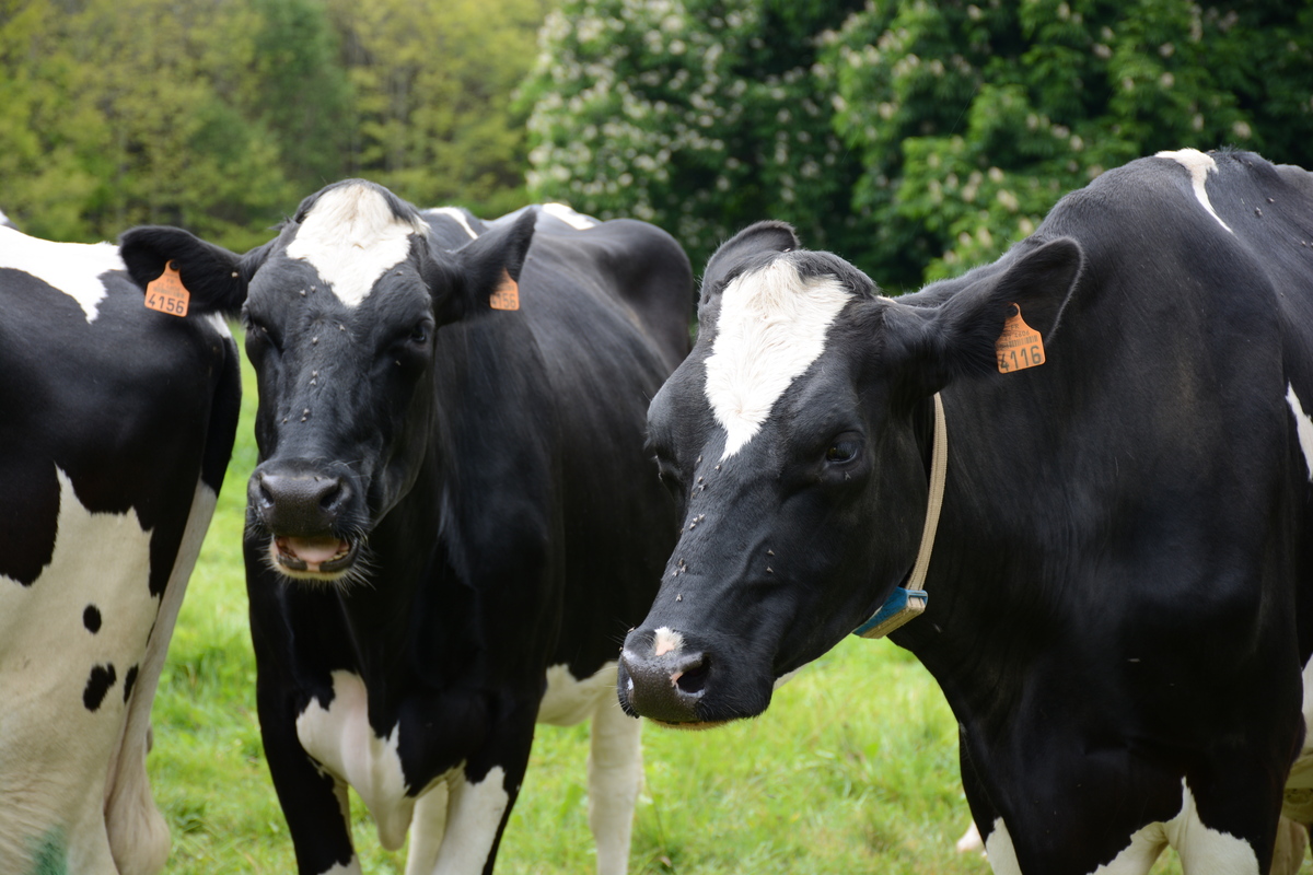 vaches au champ - Illustration Une agriculture européenne sous contraintes