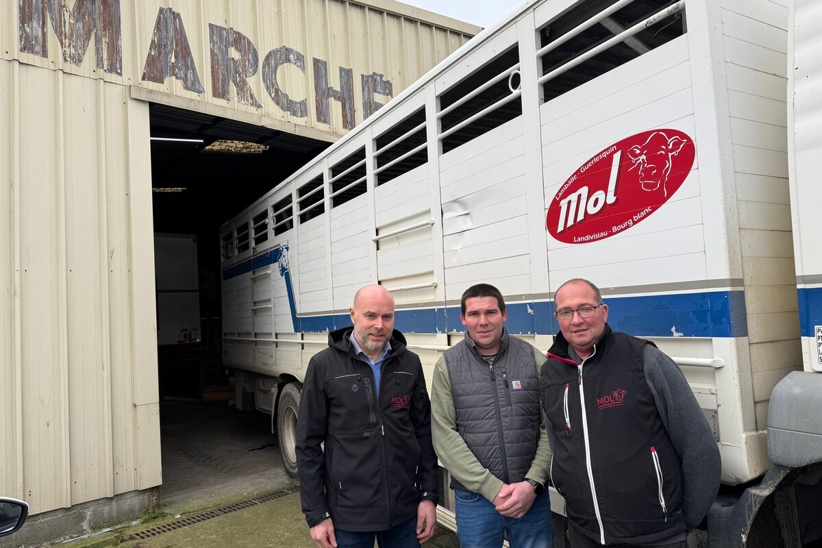 Trois hommes devant un camion de transport d'animaux - Illustration Le Mol a soufflé ses 50 bougies