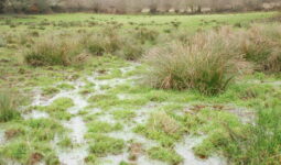 prairie située en zone humide