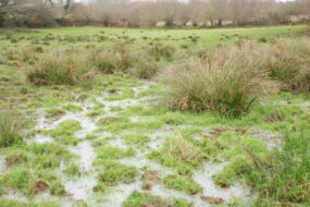 prairie située en zone humide