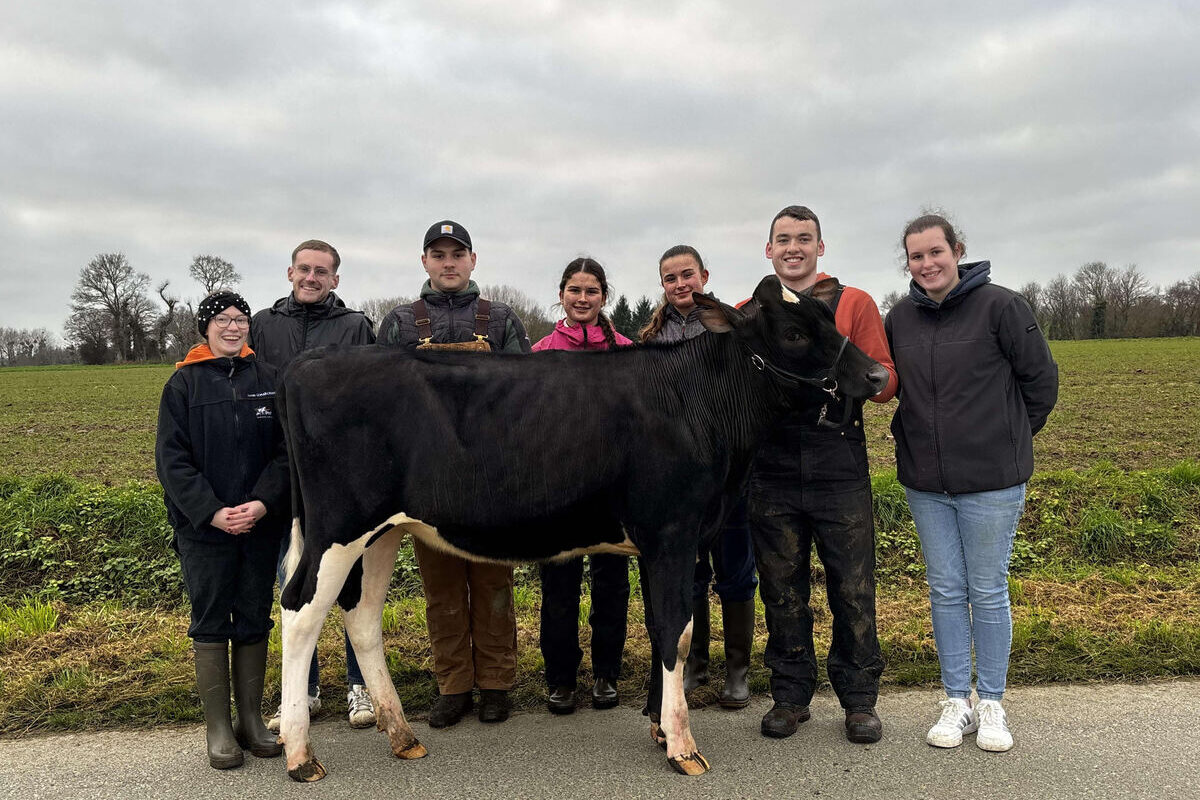 Sept jeunes autour d'une génisse de race Prim'Holstein - Illustration De nouveaux visages pour Armorvache