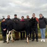 Sept jeunes autour d'une génisse de race Prim'Holstein