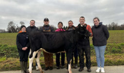 Sept jeunes autour d'une génisse de race Prim'Holstein