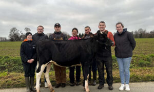 Sept jeunes autour d'une génisse de race Prim'Holstein