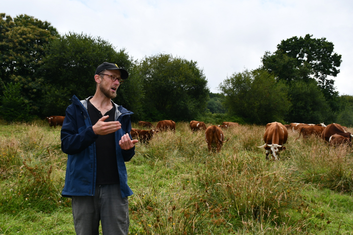 Un éleveur dans une des prairies en zone humide devant ses bovins. - Illustration Vente directe en Armoricaine et Montbéliarde