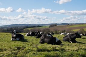 Des vaches couchées dans une prairie