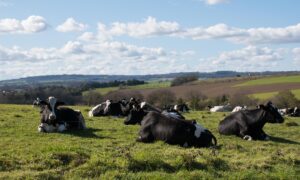 Des vaches couchées dans une prairie