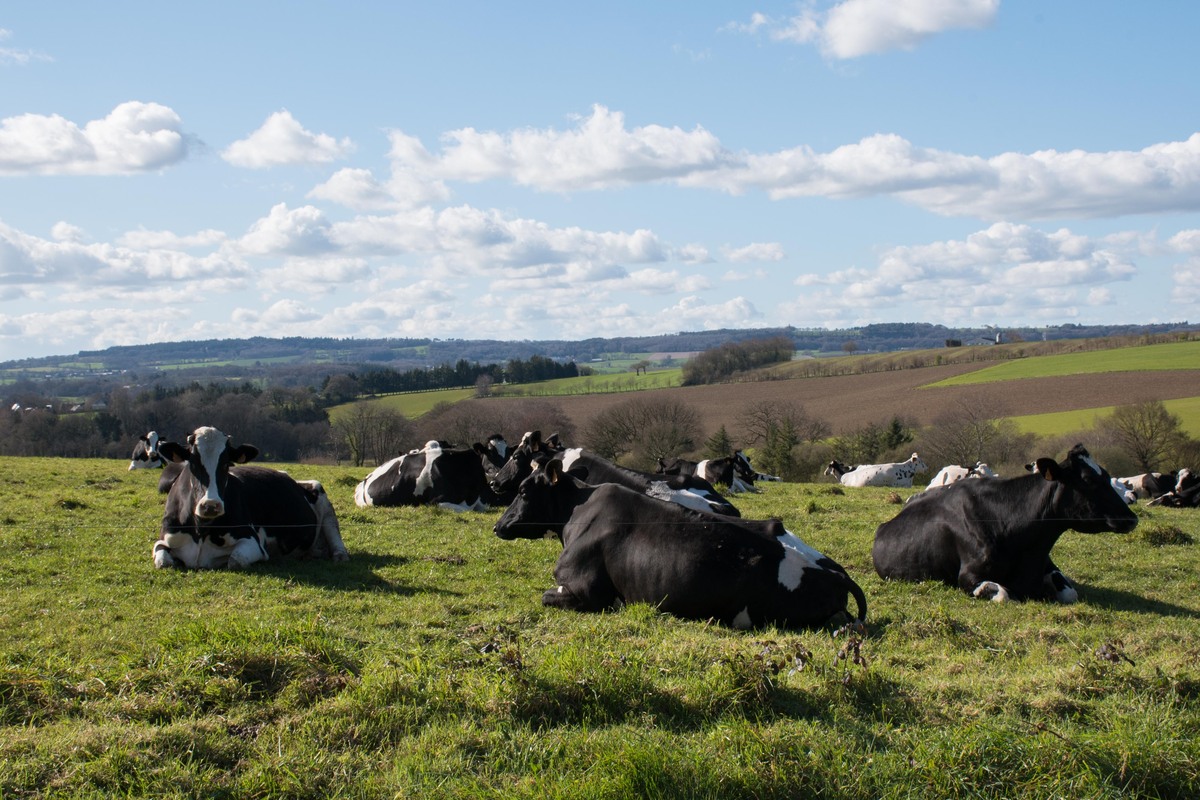 Des vaches couchées dans une prairie - Illustration Contributions des productions animales  : l’élevage défend ses externalités positives