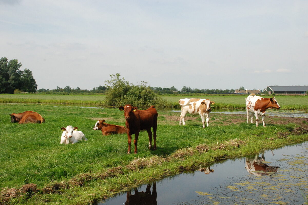 génisses laitières dans une prairie aux Pays-Bas - Illustration Une Europe agricole à trois vitesses