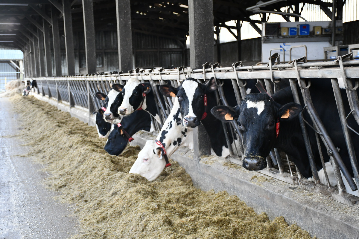 Prim'holstein au cornadis mangeant leur ration