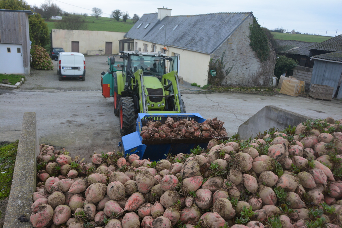 Agriculteur qui charge de la betterave fourragère