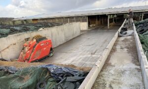 Un robot d'alimentation prélève de l'ensilage d'herbe dans un silo devant une étable.