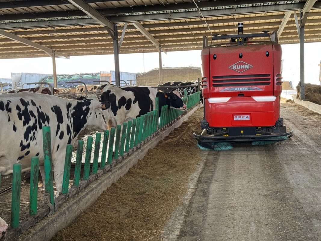 Un robot d'alimentation distribution une ration à des vaches laitières.