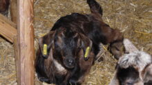 Chevreau dans aire paillée