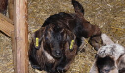 Chevreau dans aire paillée