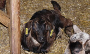 Chevreau dans aire paillée