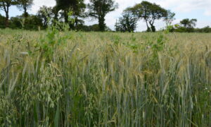 méteil développé dans une parcelle