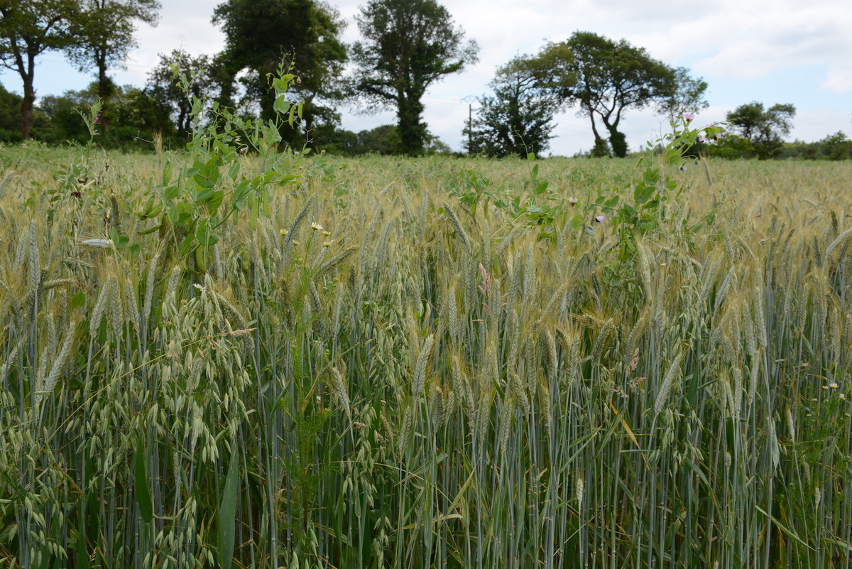 méteil développé dans une parcelle - Illustration Agrobio 35 accompagne aussi les agriculteurs non-bio