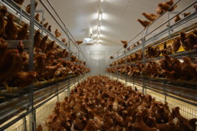 Des poules pondeuses dans un bâtiment