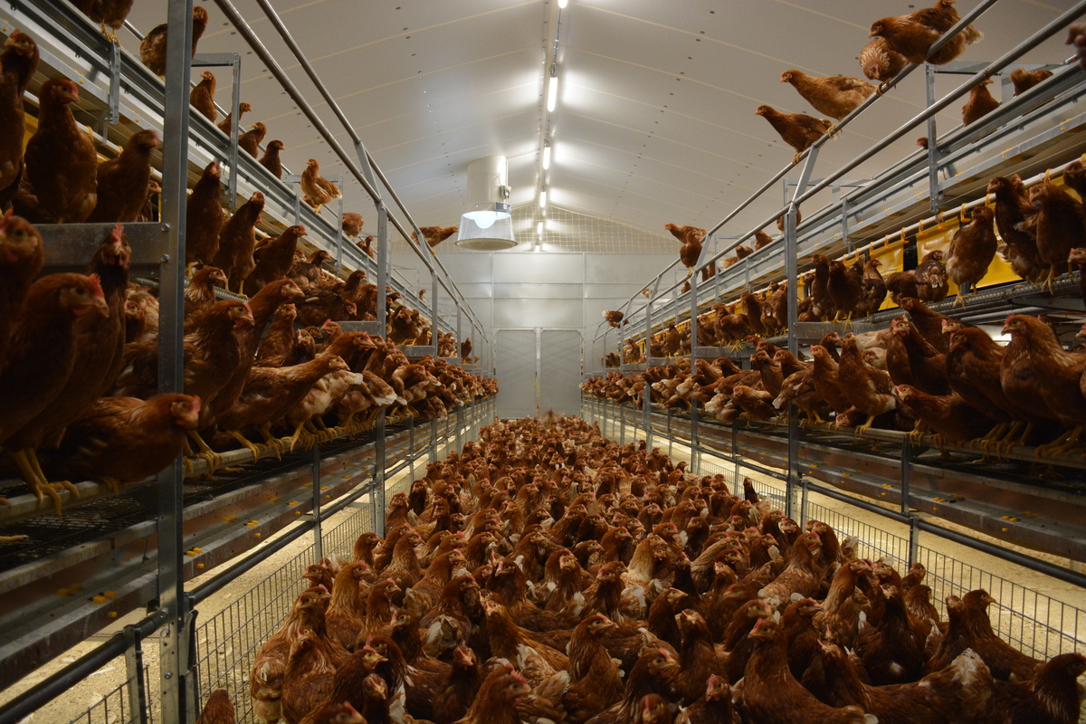 Des poules pondeuses dans un bâtiment - Illustration Faire vieillir  les pondeuses