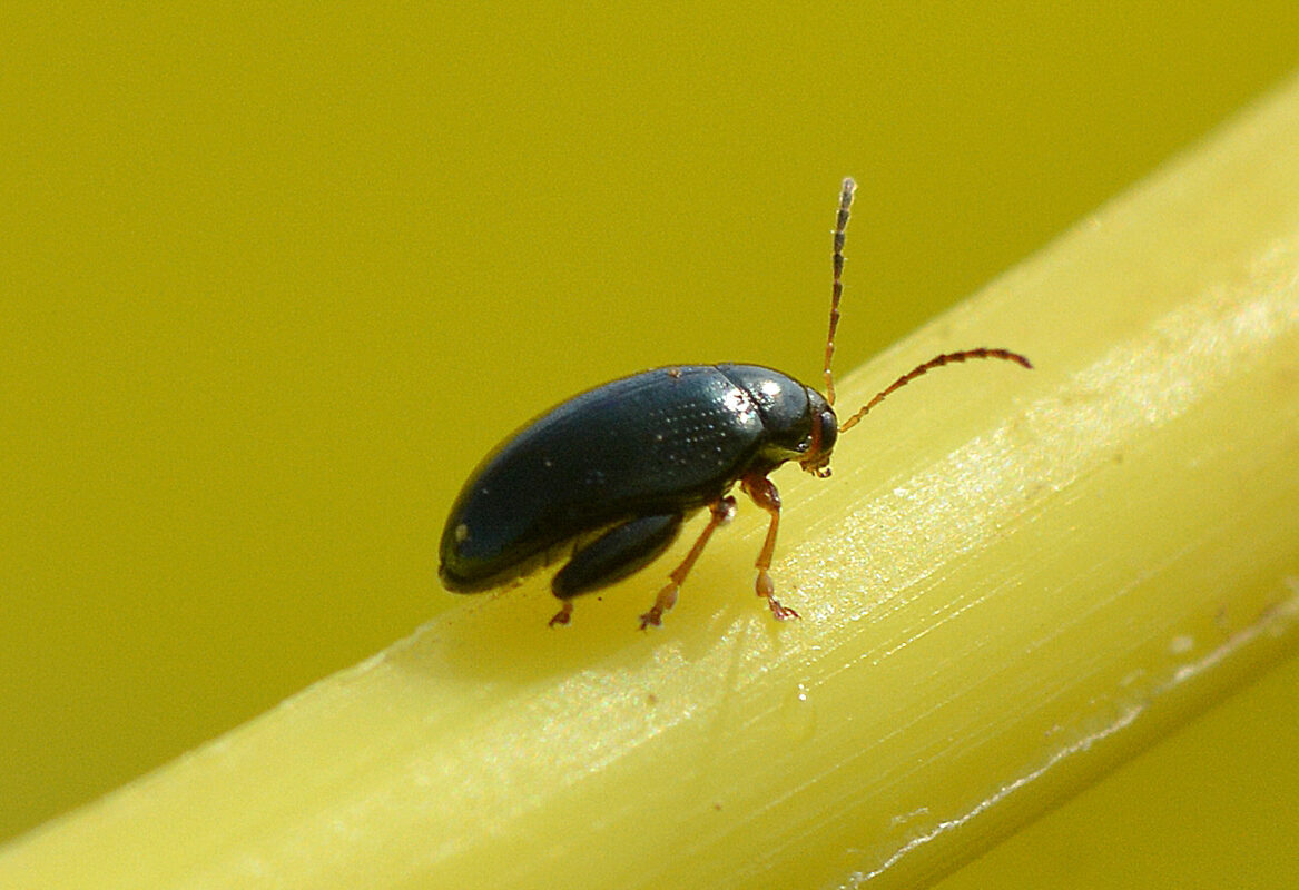 Grosse altise adulte sur colza - Illustration Biocontrôle contre la grosse altise, état des recherches 