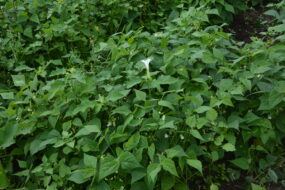 Datura dans une parcelle de haricot