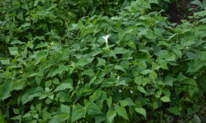 Datura dans une parcelle de haricot