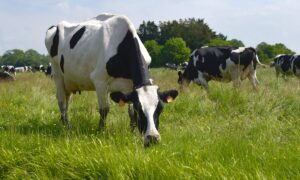 2 vaches dans un champ