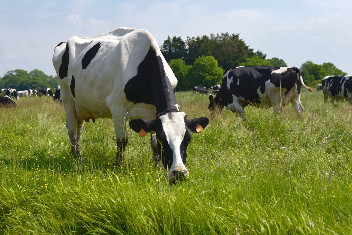 2 vaches dans un champ - Illustration Nouveaux dispositifs  de soutien pour la filière agricole