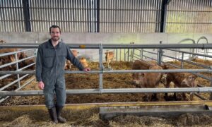 Un éleveur dans un bâtiment, devant ses veaux de race Blonde d'Aquitaine