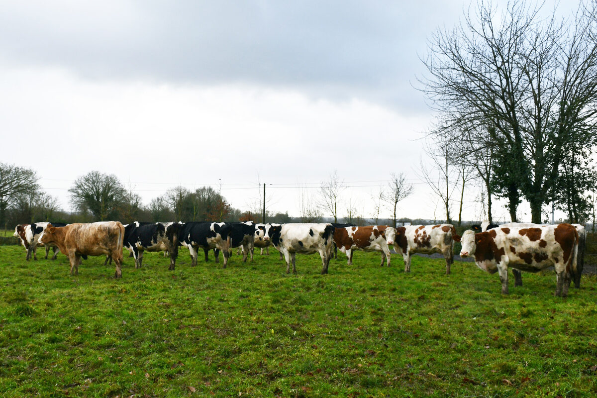 vaches laitières en pâturage hivernal - Illustration Le pâturage hivernal,  une pratique payante