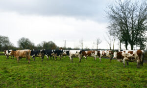 vaches laitières en pâturage hivernal