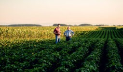 two farmers standing in a field examining soy crop.