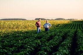 two farmers standing in a field examining soy crop.