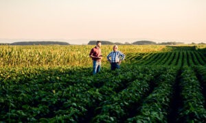 two farmers standing in a field examining soy crop.