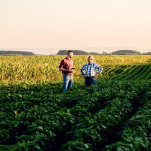 two farmers standing in a field examining soy crop.