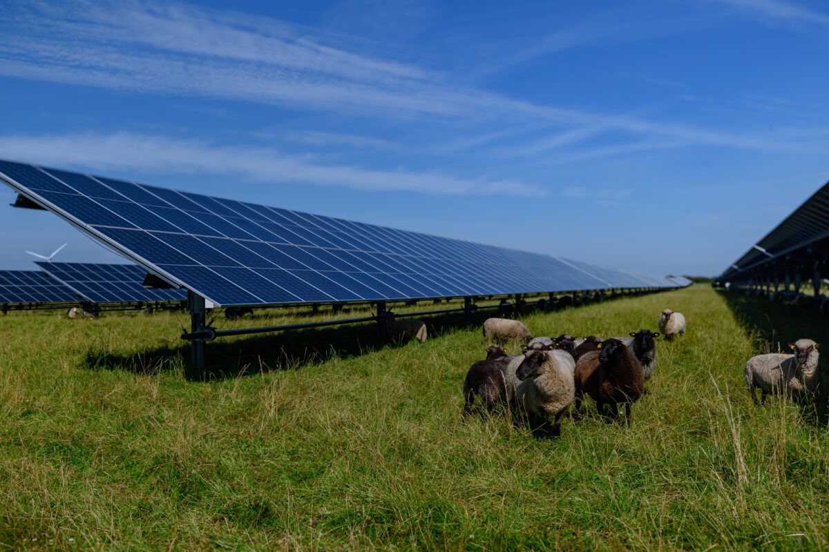 Des panneaux photovoltaïques dans un champ avec des moutons - Illustration Développer l’agrivoltaïsme en Bretagne ?