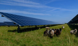 Des panneaux photovoltaïques dans un champ avec des moutons