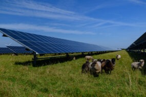 Des panneaux photovoltaïques dans un champ avec des moutons