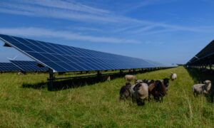 Des panneaux photovoltaïques dans un champ avec des moutons