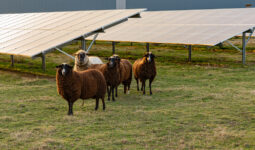 Des moutons dans un champ avec des panneaux solaires