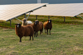 Des moutons dans un champ avec des panneaux solaires