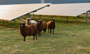 Des moutons dans un champ avec des panneaux solaires