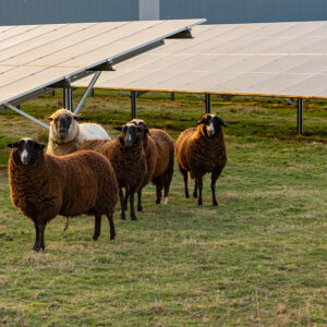 Des moutons dans un champ avec des panneaux solaires