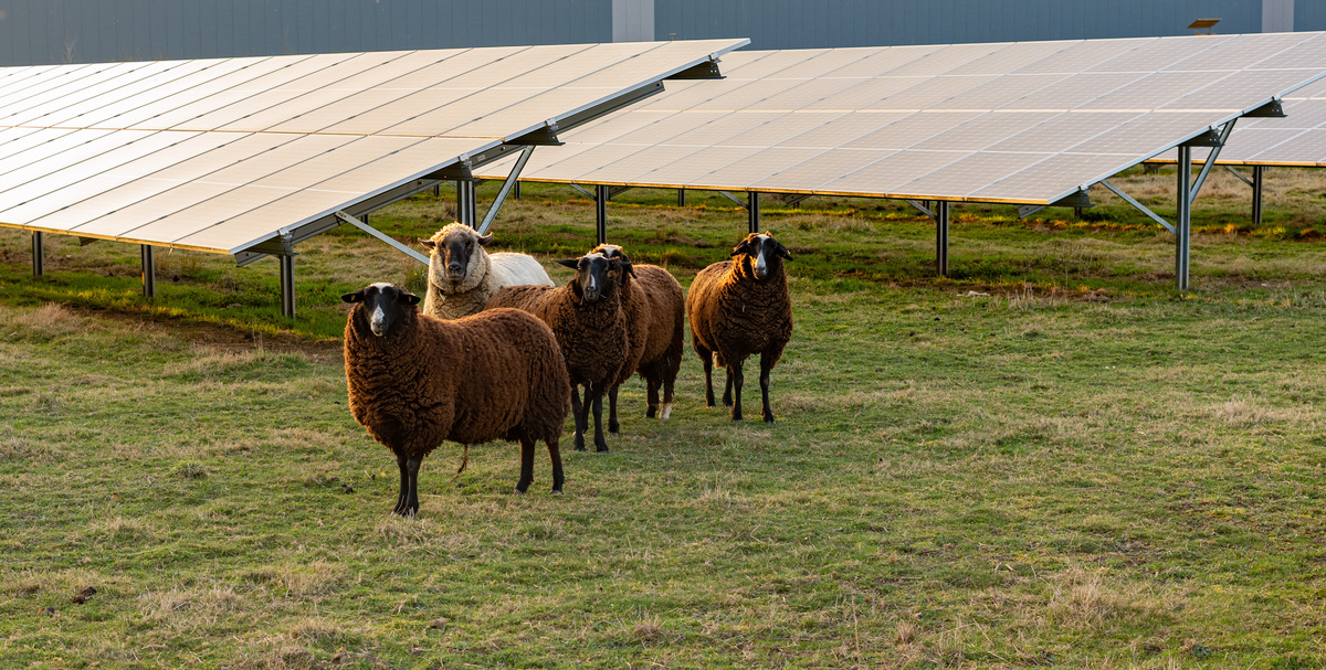 Des moutons dans un champ avec des panneaux solaires - Illustration Remettre des terres en production